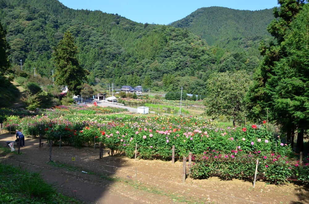 里山の風景に沢山のダリアが咲いています