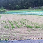 蕎麦の芽が出始めました