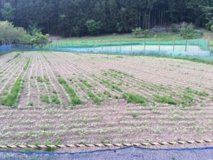 蕎麦の芽が出始めました