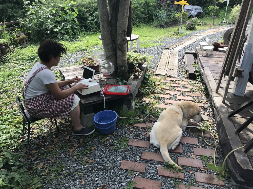 茶々（犬）と木陰で作業しました