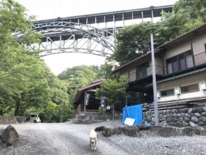 今日は荒川橋下で散歩