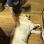 やはり犬と