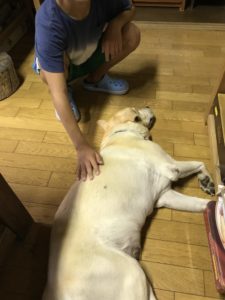 やはり犬と