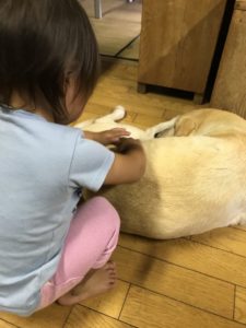 画伯犬と遊ぶ