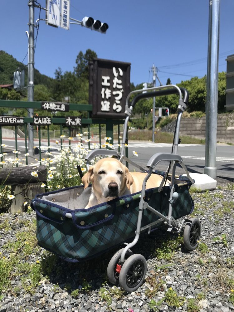 お天気の良い日