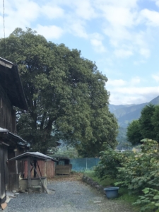 贄川宿の中で一番大きなキンモクセイ