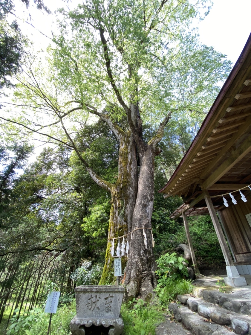 八幡大神社