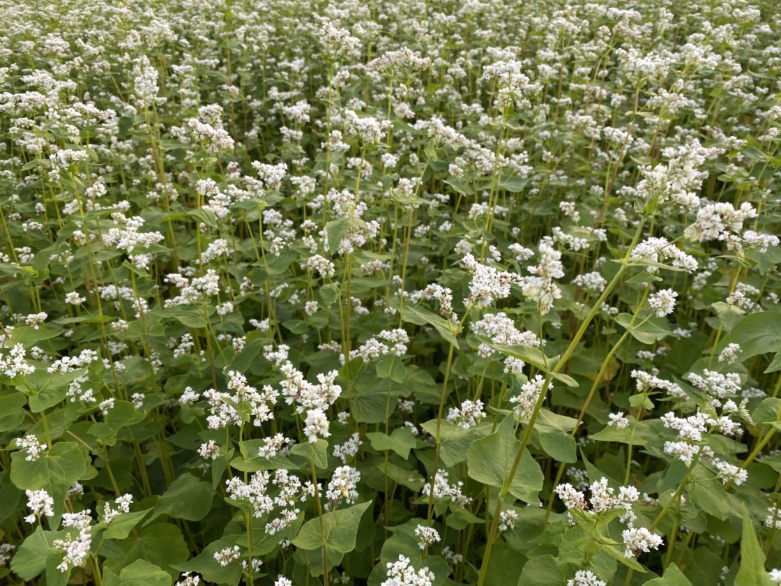 蕎麦の花