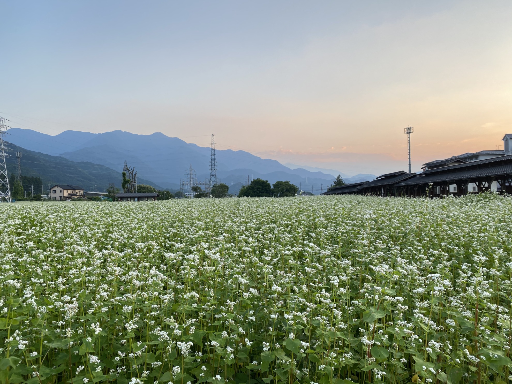 2021 6 10 蕎麦の花満開